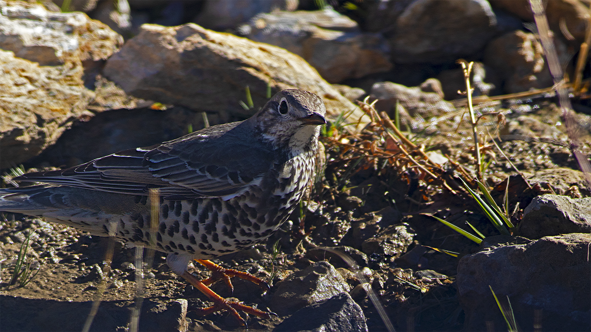 Mistle Thrush